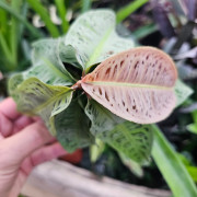 Labisia sp. – Plante tropicale de terrarium | JungleBox