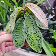 Labisia sp. – Plante tropicale de terrarium | JungleBox