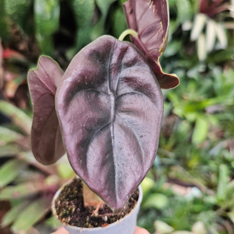 Alocasia cuprea 'Red Secret' – Feuillage métallique | JungleBox