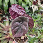 Alocasia cuprea 'Red Secret' – Feuillage métallique | JungleBox