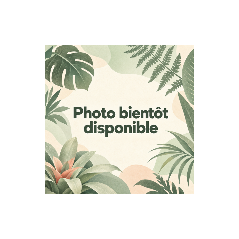 Alocasia Sulawesi 'Green Carpet' – Feuillage gaufré | JungleBox