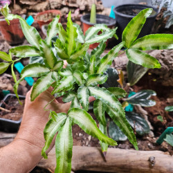 Pteris cretica 'Albolineata' 7 cm Pot | JungleBox