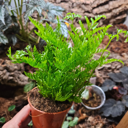 Pteris straminea pot 9 cm – Fougère tropicale | JungleBox