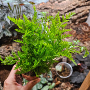 Pteris straminea 9 cm Pot – Tropical Fern | JungleBox
