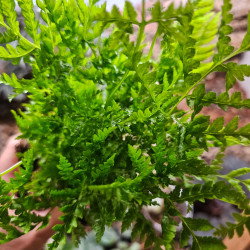 Pteris straminea pot 9 cm – Fougère tropicale | JungleBox