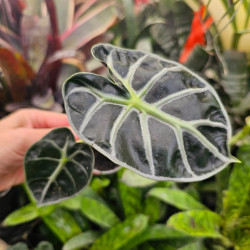 Alocasia 'Balloon Heart' pot 6 cm | JungleBox