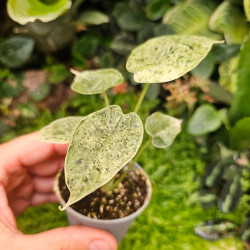 Alocasia Dragon Scale Mint Variegata | JungleBox