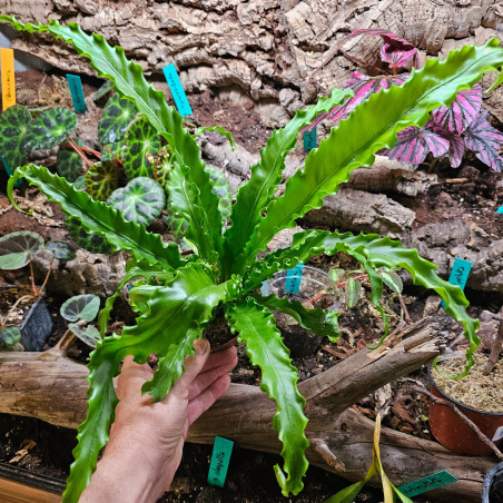 Asplenium antiquum 'osaka'| JungleBox
