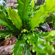 Asplenium antiquum 'osaka'| JungleBox