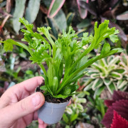 Asplenium antiquum 'Leslie' pot 6 cm | JungleBox