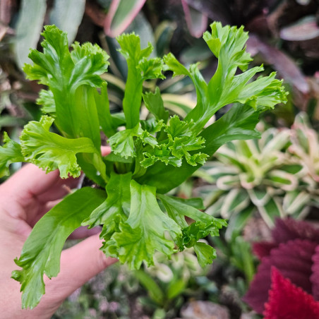 Asplenium antiquum leslie