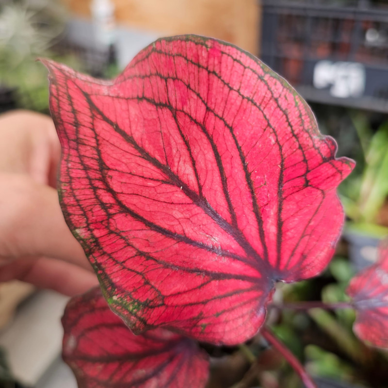 Caladium 'Lucia' pot 6 cm – Feuillage rose | JungleBox