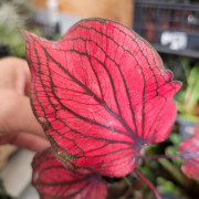 Caladium 'Lucia' pot 6 cm – Feuillage rose | JungleBox