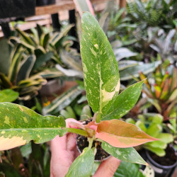 Philodendron 'Ring of Fire' pot 6 cm | JungleBox
