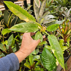 Philodendron 'Ring of Fire' pot 6 cm | JungleBox