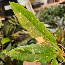 Philodendron 'Ring of Fire' pot 6 cm | JungleBox