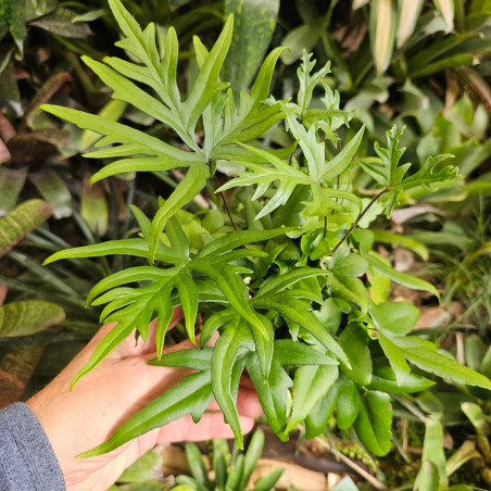Doryopteris pedata pot 12 cm – Fougère tropicale | JungleBox