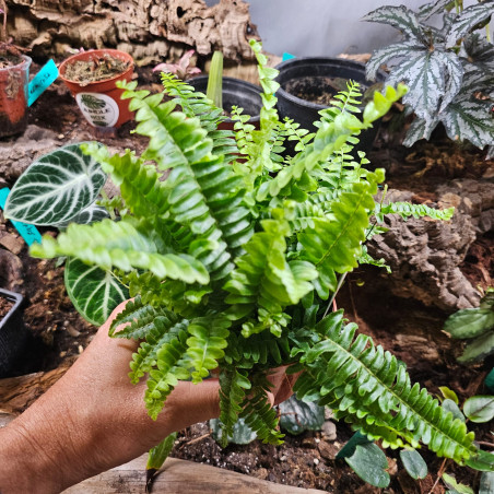 Nephrolepis 'Green Lady' 9 cm Pot – Tropical Fern | JungleBox