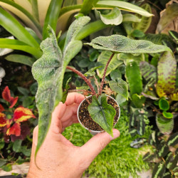 Alocasia Jacklyn 30 cm – Plante tropicale rare | JungleBox