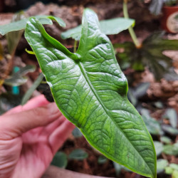 Alocasia Sulawesi 'Green Carpet' – Feuillage gaufré | JungleBox