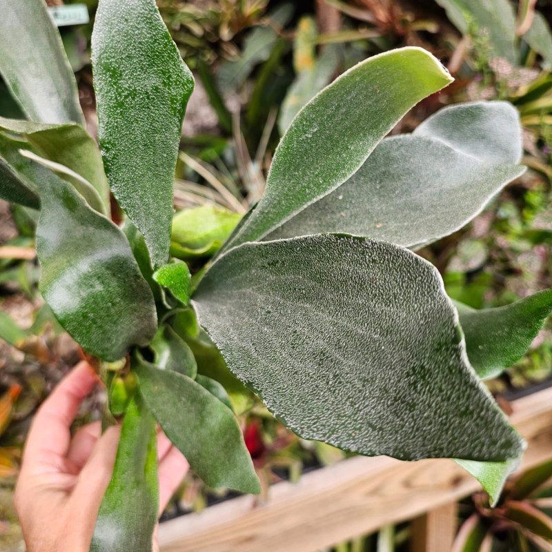Platycerium bifurcatum – Staghorn Fern | JungleBox