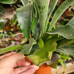 Platycerium bifurcatum – Staghorn Fern | JungleBox
