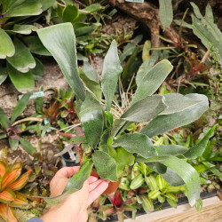 Platycerium bifurcatum – Staghorn Fern | JungleBox