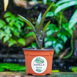 Neoregelia 'Electra' – Broméliacée pour terrarium | JungleBox