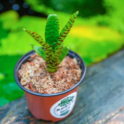 Neoregelia 'Falana' – Broméliacée rouge terrarium | JungleBox