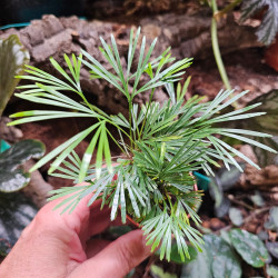 Actiniopteris australis pot 6 cm – Fougère terrarium | JungleBox