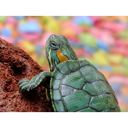 turtle terrarium