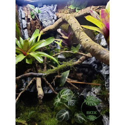 Planted terrariums ready to be set up and accommodate your small animals."