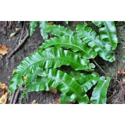 Ferns