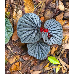 Bégonias