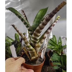 Aechmea – Broméliacées décoratives et exotiques | JungleBox