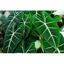 Alocasias