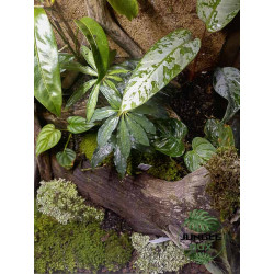 Terrarium planté sur mesure