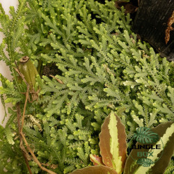 plantes rampantes pour sol de terrarium