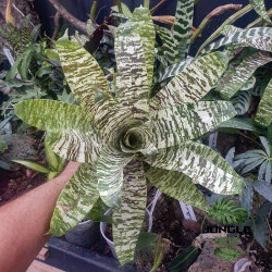 Goudea – Genre de broméliacées tropicales épiphytes et décoratives | JungleBox