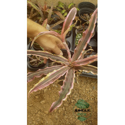 CRYPTANTHUS