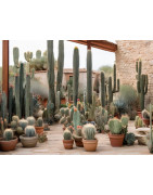 cactus et succulentes un large choix chez junglebox