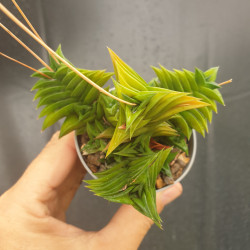Succulents – Decorative