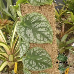 Aracées – Plantes tropicales pour terrarium et intérieur | JungleBox