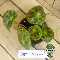 Bégonia compact – Plante d’intérieur tropicale | JungleBox