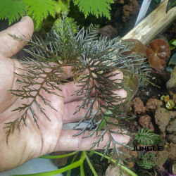 Bégonia à feuillage décoratif – Plantes de collection | JungleBox