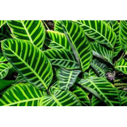Marantaceae