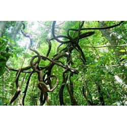 Liane naturelle – Décor et support pour terrarium