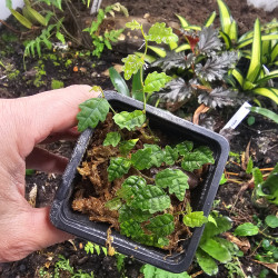 Ficus – Plantes d’intérieur et terrariums tropicaux | JungleBox