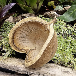 Dried Pods and Seeds | Natural Terrarium Decoration