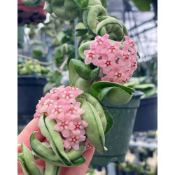 Hoya – Plantes tropicales grimpantes et épiphytes | JungleBox